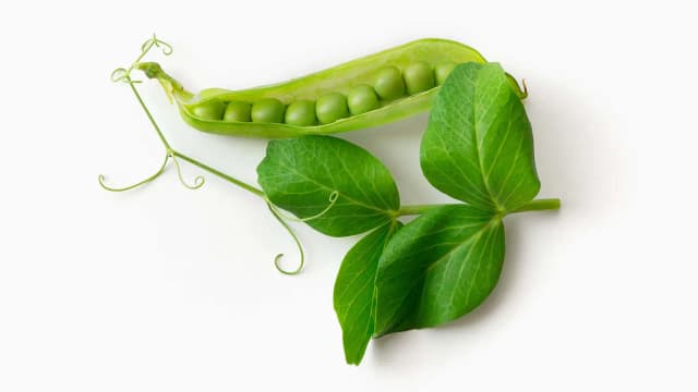 Czy koty mogą jeść groszek? Bezpieczeństwo, korzyści i zagrożenia dla zdrowia kota