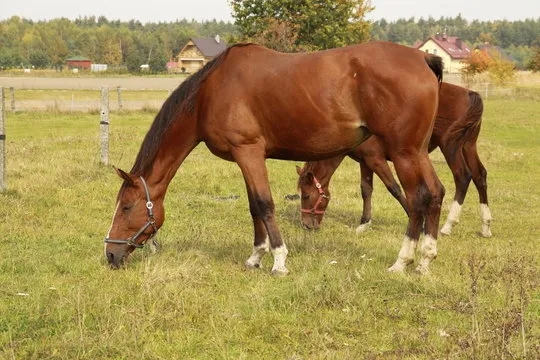 Czy konie są parzystokopytne? Dlaczego nie należą do tej grupy zwierząt?