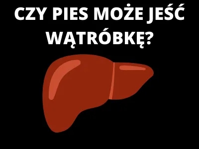 Czy surowa wątróbka jest bezpieczna dla psa? Korzyści, zagrożenia i porady