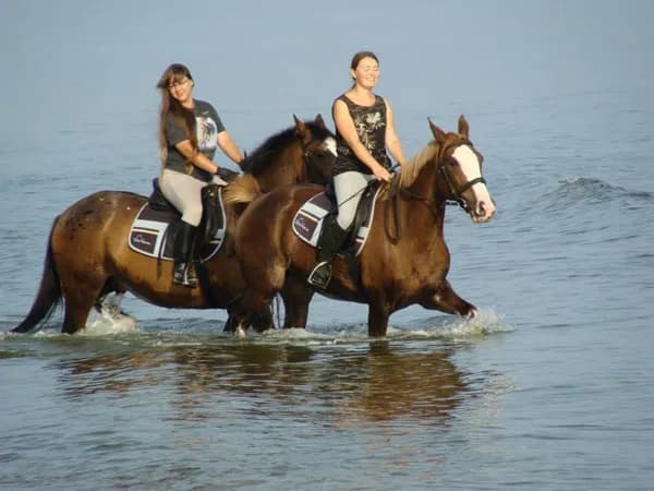 Stadnina Michalski: Odkryj wyjątkowe przejażdżki konne w Kołobrzegu