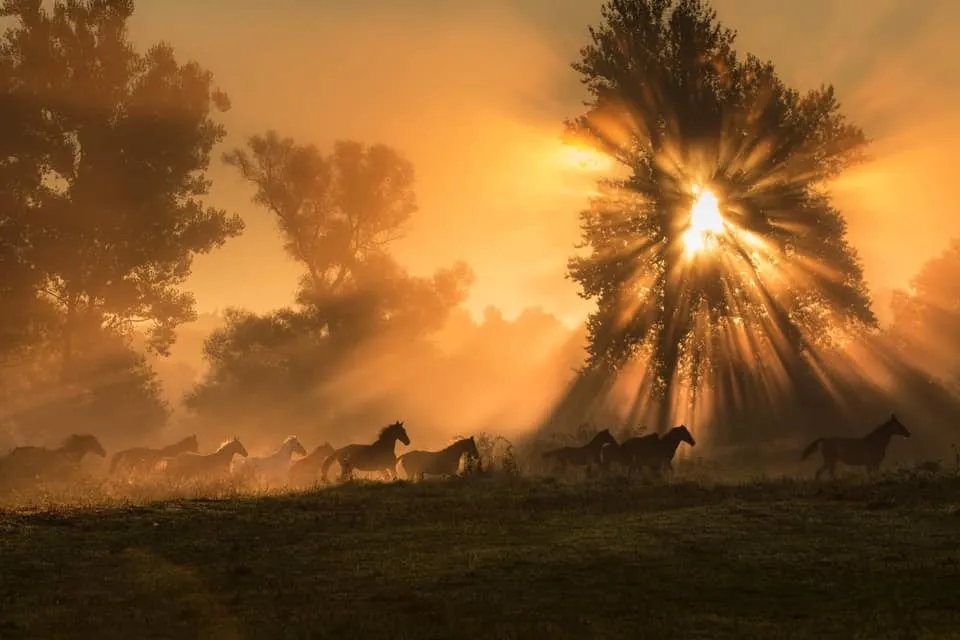 Klub jeździecki Huzar - idealne miejsce na naukę jazdy konnej