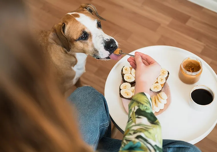 Czy pies może jeść orzechy włoskie? Sprawdź, co może mu zaszkodzić