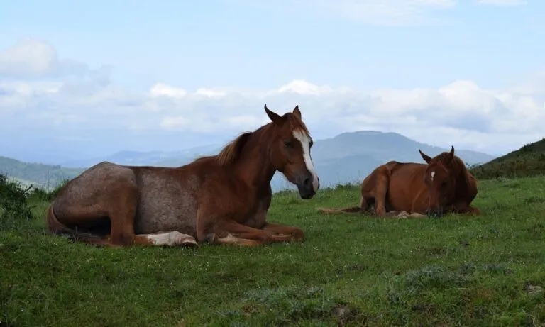 Czy konie leżą? Odkryj, co to oznacza dla ich zdrowia i zachowania
