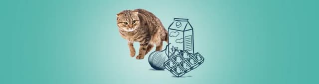 Czy koty mogą jeść cebulę? Dowiedz się, jak uniknąć zatrucia.