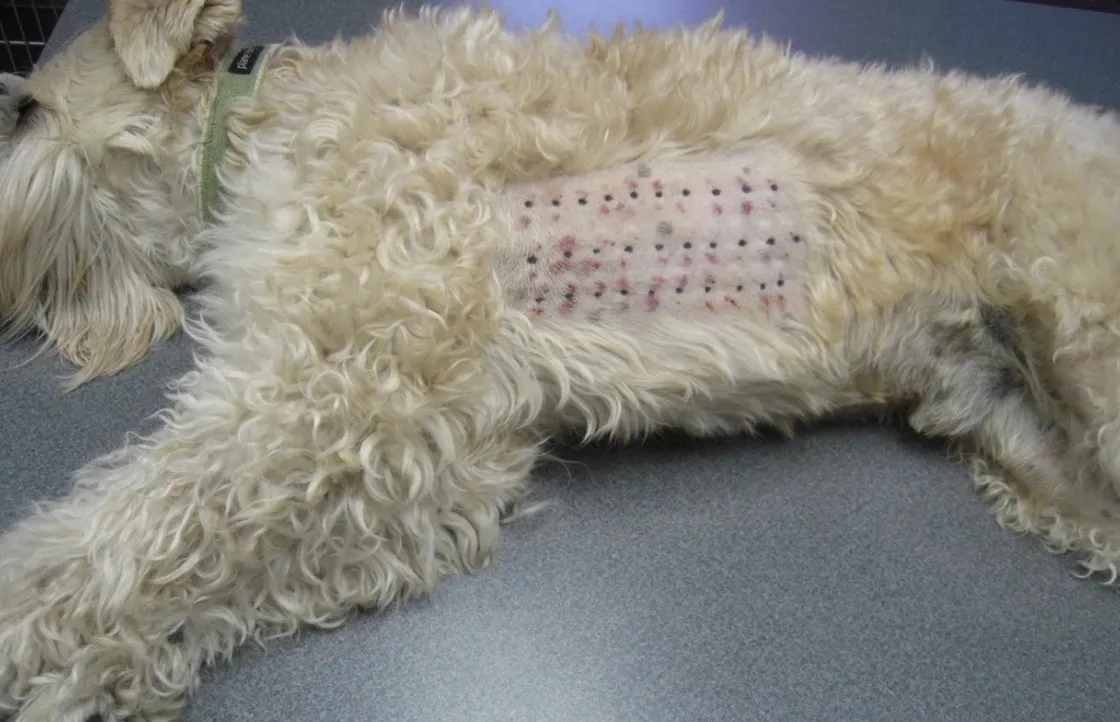 Ile kosztują testy alergiczne dla psa? Poznaj ceny i opcje dostępne