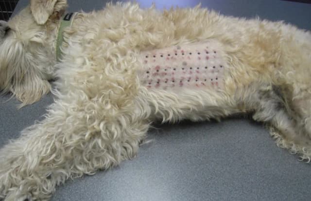 Ile kosztują testy alergiczne dla psa? Poznaj ceny i opcje dostępne