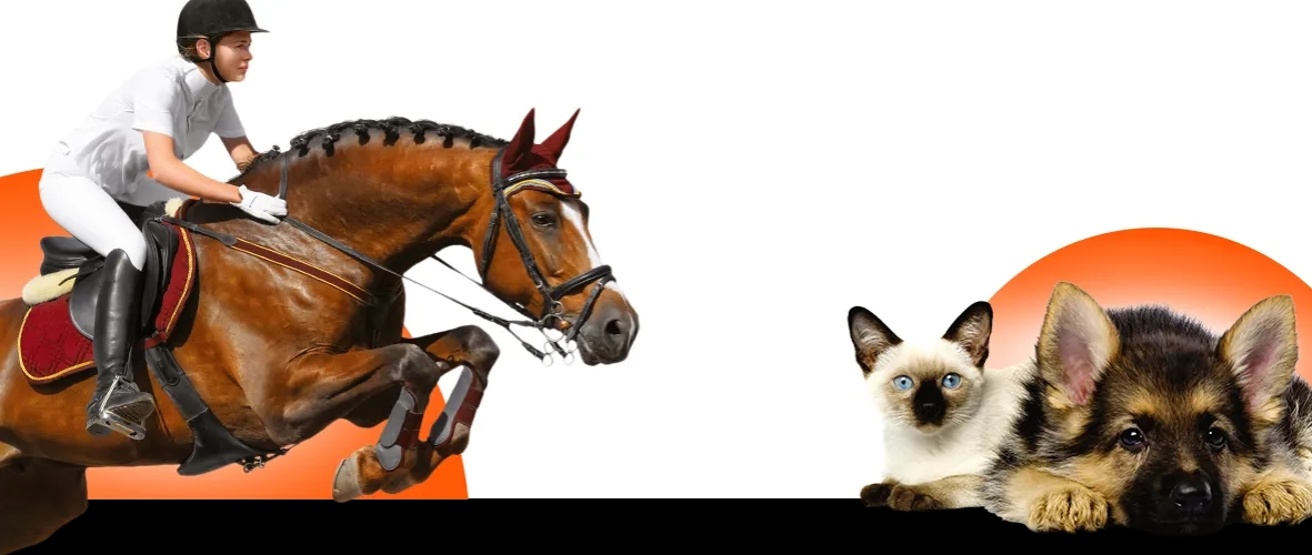 Strój jeździecki: Jak wybrać idealny ubiór do jazdy konnej?