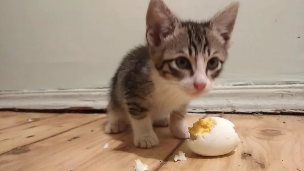 Czy surowe jajko jest bezpieczne dla kota? Korzyści i zagrożenia dla zdrowia