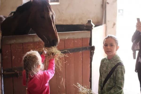 Stadnina w Udorzu: historia, oferta i aktualny status likwidacji