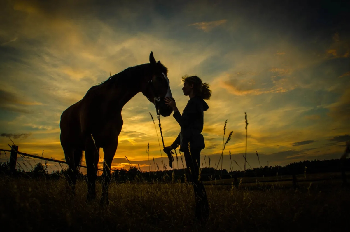 Stowarzyszenie jeździeckie Szarża – poznaj jego historię i programy