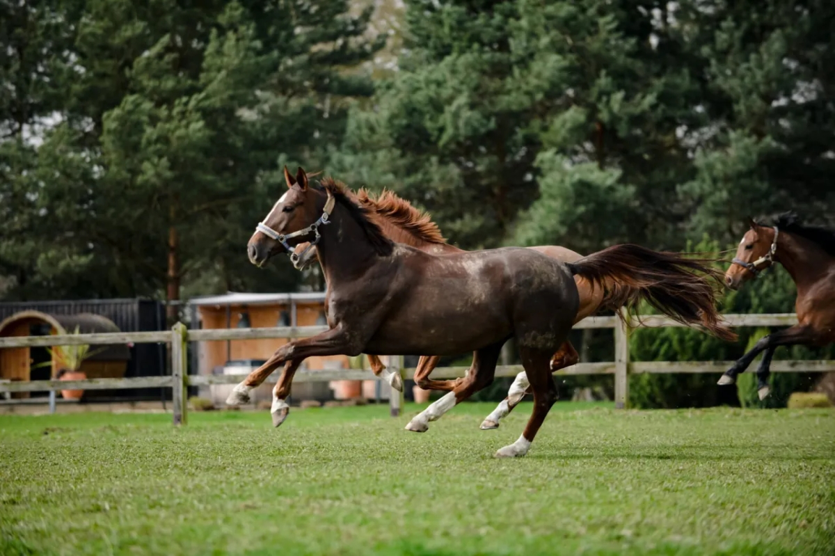 Klub jeździecki Dziecinów w likwidacji - co to oznacza dla jeźdźców?